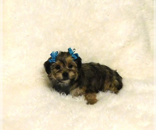 Medium Photo #1 Shorkie Tzu Puppy For Sale in WARRENSBURG, MO, USA