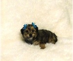 Small Photo #1 Shorkie Tzu Puppy For Sale in WARRENSBURG, MO, USA