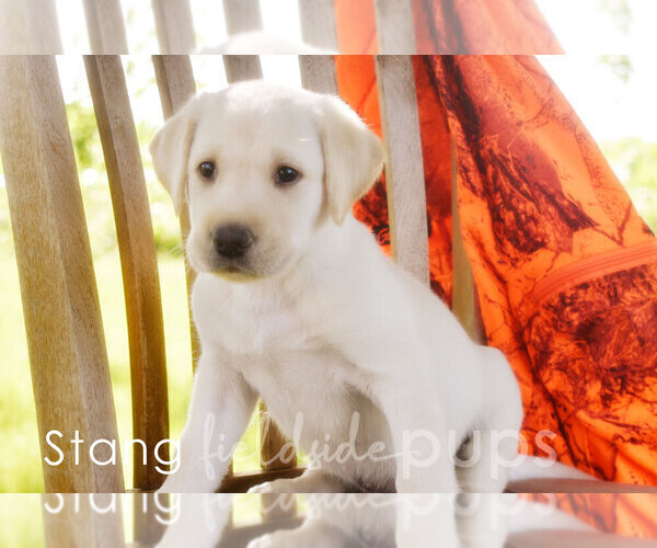 Medium Photo #2 Labrador Retriever Puppy For Sale in SIOUX CENTER, IA, USA
