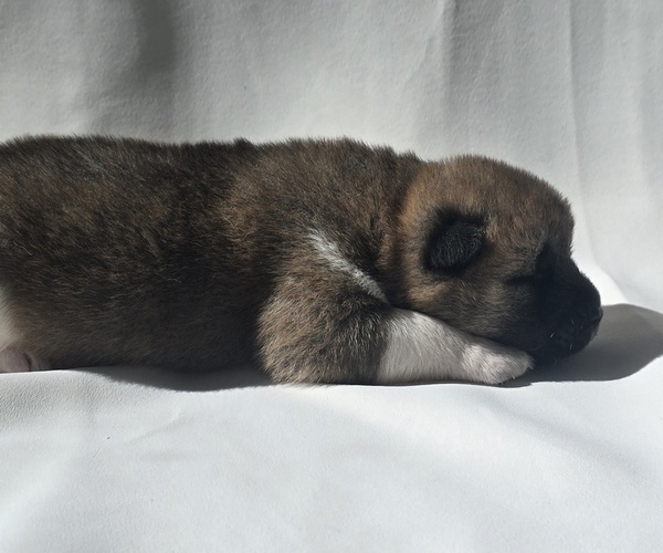 Medium Photo #5 Akita Puppy For Sale in STRAFFORD, MO, USA