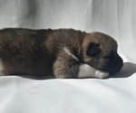 Small Photo #5 Akita Puppy For Sale in STRAFFORD, MO, USA