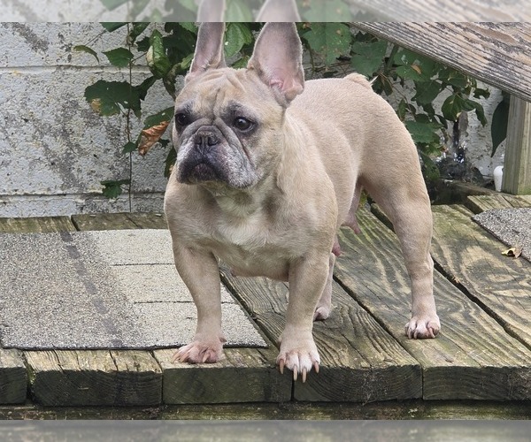Medium Photo #1 French Bulldog Puppy For Sale in GREENEVILLE, TN, USA