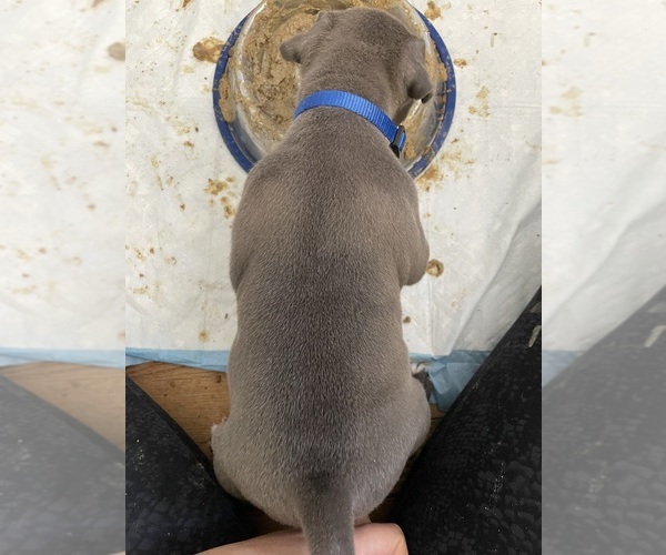 Medium Photo #11 American Bully Puppy For Sale in NAUGATUCK, CT, USA