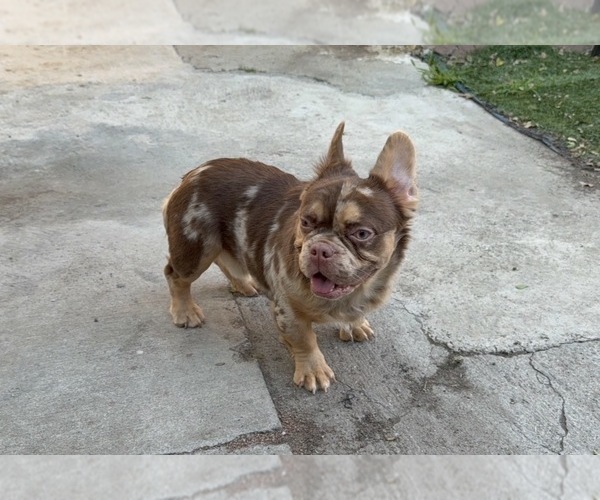 Medium Photo #2 French Bulldog Puppy For Sale in SOUTH GATE, CA, USA