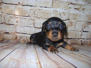 Dachshund Puppy for sale in ARCADIA, FL, USA