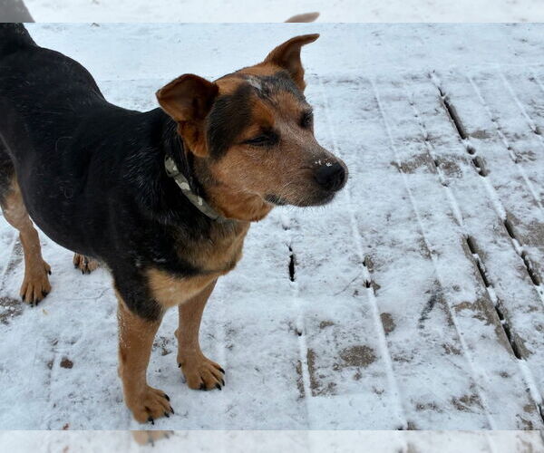 Medium Photo #4 Beagle-Unknown Mix Puppy For Sale in Minneapolis, MN, USA