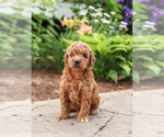 Puppy 8 Goldendoodle