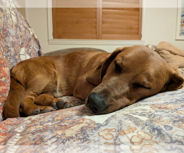 Medium Photo #4 Bassetdor Puppy For Sale in Petaluma, CA, USA