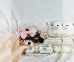 Small #3 Yorkshire Terrier
