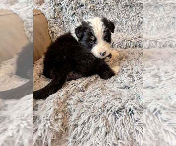 Medium Photo #3 Border Collie-Unknown Mix Puppy For Sale in New York, NY, USA