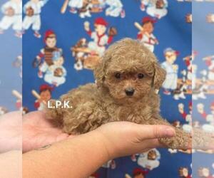 Poodle (Toy) Puppy for sale in WINNSBORO, LA, USA