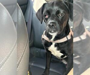 Pug-Unknown Mix Dogs for adoption in San Antonio, TX, USA