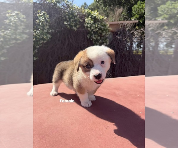 Medium Photo #7 Corgi-Aussie Puppy For Sale in OAKDALE, CA, USA