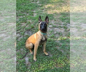 Mutt Dogs for adoption in Imlay City, MI, USA