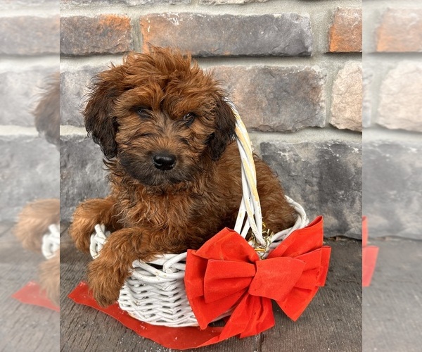Medium Photo #5 Whoodle (Miniature) Puppy For Sale in MIDDLEBURY, IN, USA