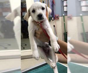 Labrador Retriever-Unknown Mix Dogs for adoption in Riverside, CA, USA