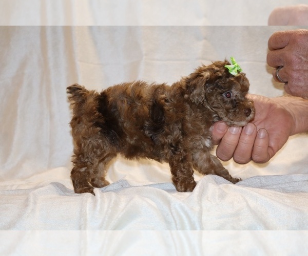 Medium Photo #19 Poodle (Toy) Puppy For Sale in DYERSBURG, TN, USA