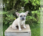 Small Photo #6 French Bulldog Puppy For Sale in MIDDLEBURY, IN, USA