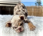 Small Photo #2 English Bulldog Puppy For Sale in SUGAR LAND, TX, USA