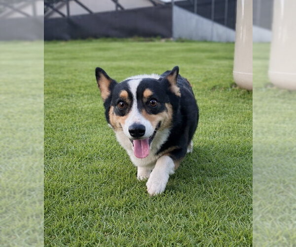 Medium Photo #6 Mutt Puppy For Sale in Valrico, FL, USA