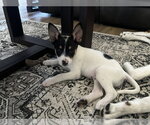 Small #4 German Shepherd Dog Mix
