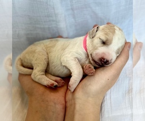 Goldendoodle Puppy for Sale in PFAFFTOWN, North Carolina USA