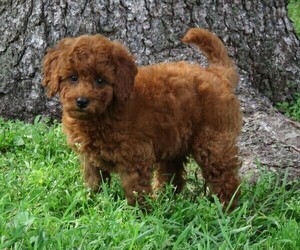 Goldendoodle (Miniature) Puppy for sale in HANCOCK, MN, USA