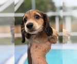 Puppy 4 Dachshund