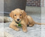 Small Photo #41 Golden Retriever Puppy For Sale in WOLCOTT, IN, USA