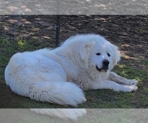 Father of the Great Pyrenees puppies born on 06/15/2023