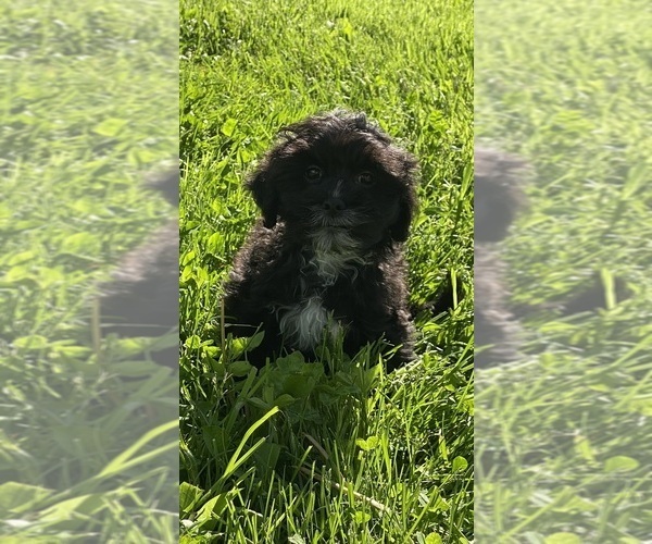 Medium Photo #2 ShihPoo Puppy For Sale in CANOGA, NY, USA