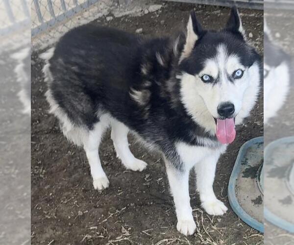 Medium Photo #1 Siberian Husky Puppy For Sale in Riverside, CA, USA