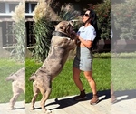 skbullys - Female American Bulldog Puppy for Sale - Small photo