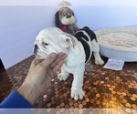 Small #30 Bulldog