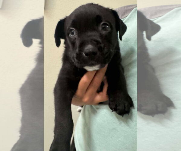 Medium Photo #2 American Pit Bull Terrier-Unknown Mix Puppy For Sale in Mission Viejo, CA, USA