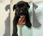 Small #1 American Pit Bull Terrier Mix