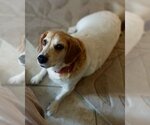 Small #2 Beagle Mix