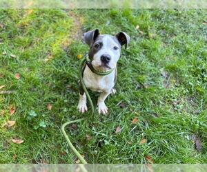 American Pit Bull Terrier Dogs for adoption in Charlotte, NC, USA