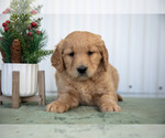Puppy 8 Goldendoodle
