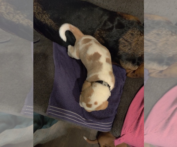 Medium Photo #3 Bagle Hound-Basset Hound Mix Puppy For Sale in CENTRALIA, WA, USA