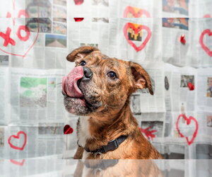 Moe - Male Boxer-Unknown Mix Dog for Adoption