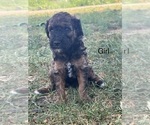 Small #11 Poodle (Miniature)-Poodle (Standard) Mix