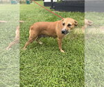 Small #2 Labrador Retriever Mix