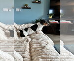 Small #1 Dachshund