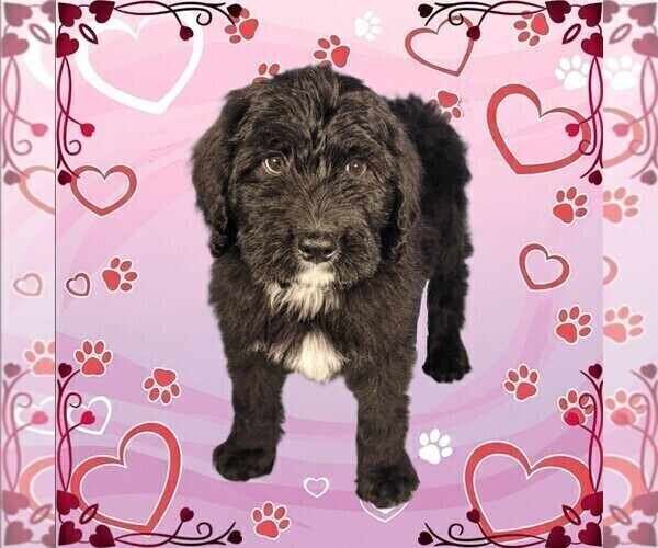Medium Photo #15 Bernedoodle Puppy For Sale in BLACK FOREST, CO, USA