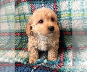 Poodle (Toy) Puppy for sale in Lexington, NC, USA