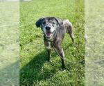 Small Labrador Retriever Mix