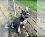 Small Photo #3 French Bulldog Puppy For Sale in HILLSBORO, OR, USA