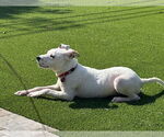 Small #6 Labrador Retriever Mix