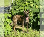 Small Photo #1 Belgian Malinois-Dutch Shepherd Dog Mix Puppy For Sale in BLOOMINGTON, IN, USA